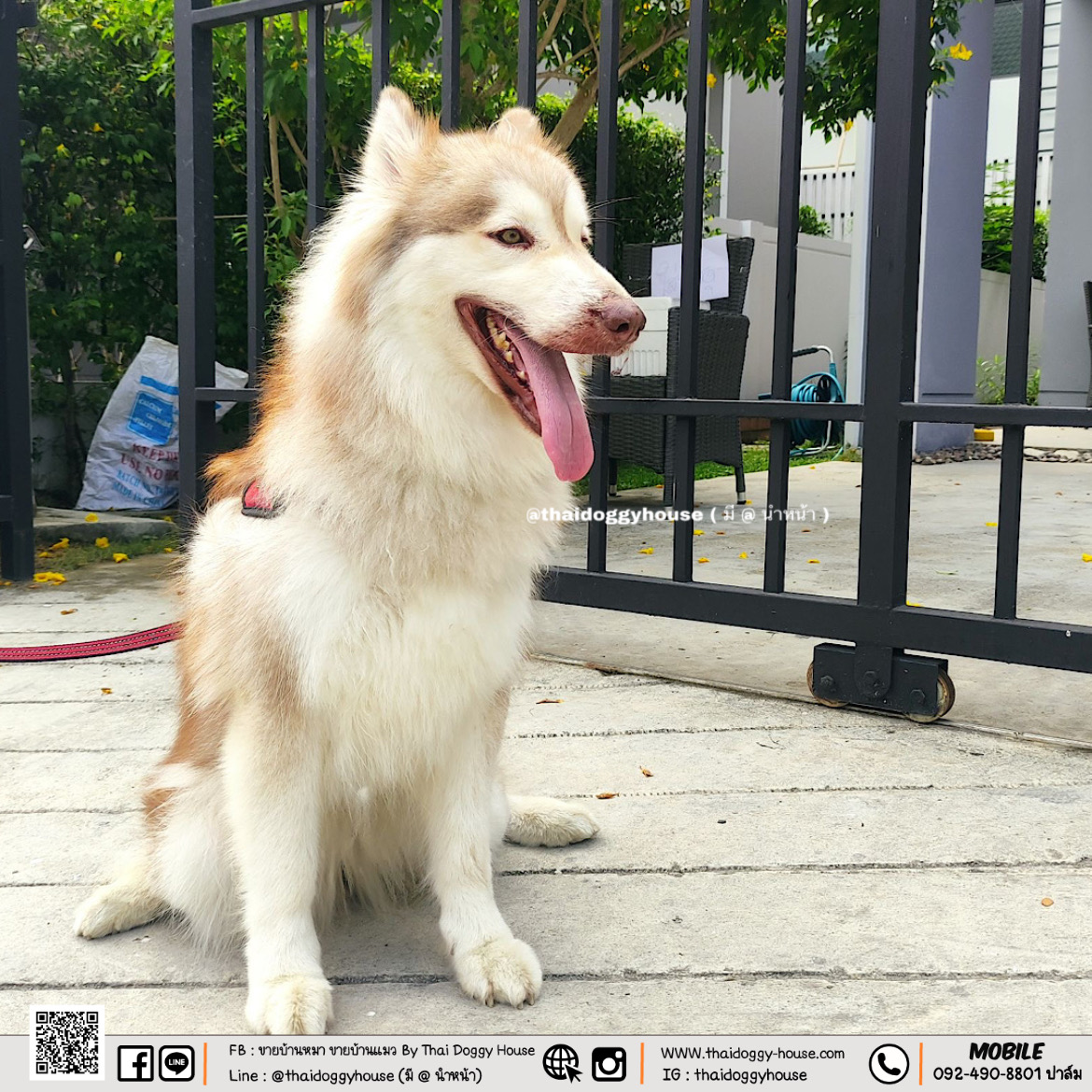 บ้านหมา บ้านแมว บ้านน็อคดาวน์ บ้านสัตว์เลี้ยง แบบติดแอร์ By Thai Doggy House