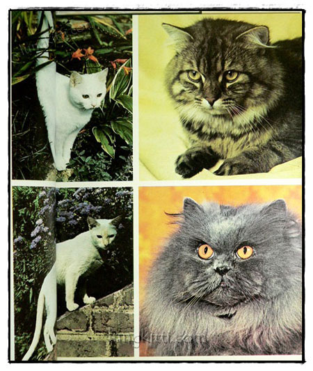 DE WONDERLIJKE NATUUR :DE KAT ALS HUISDIER 019619 (1)