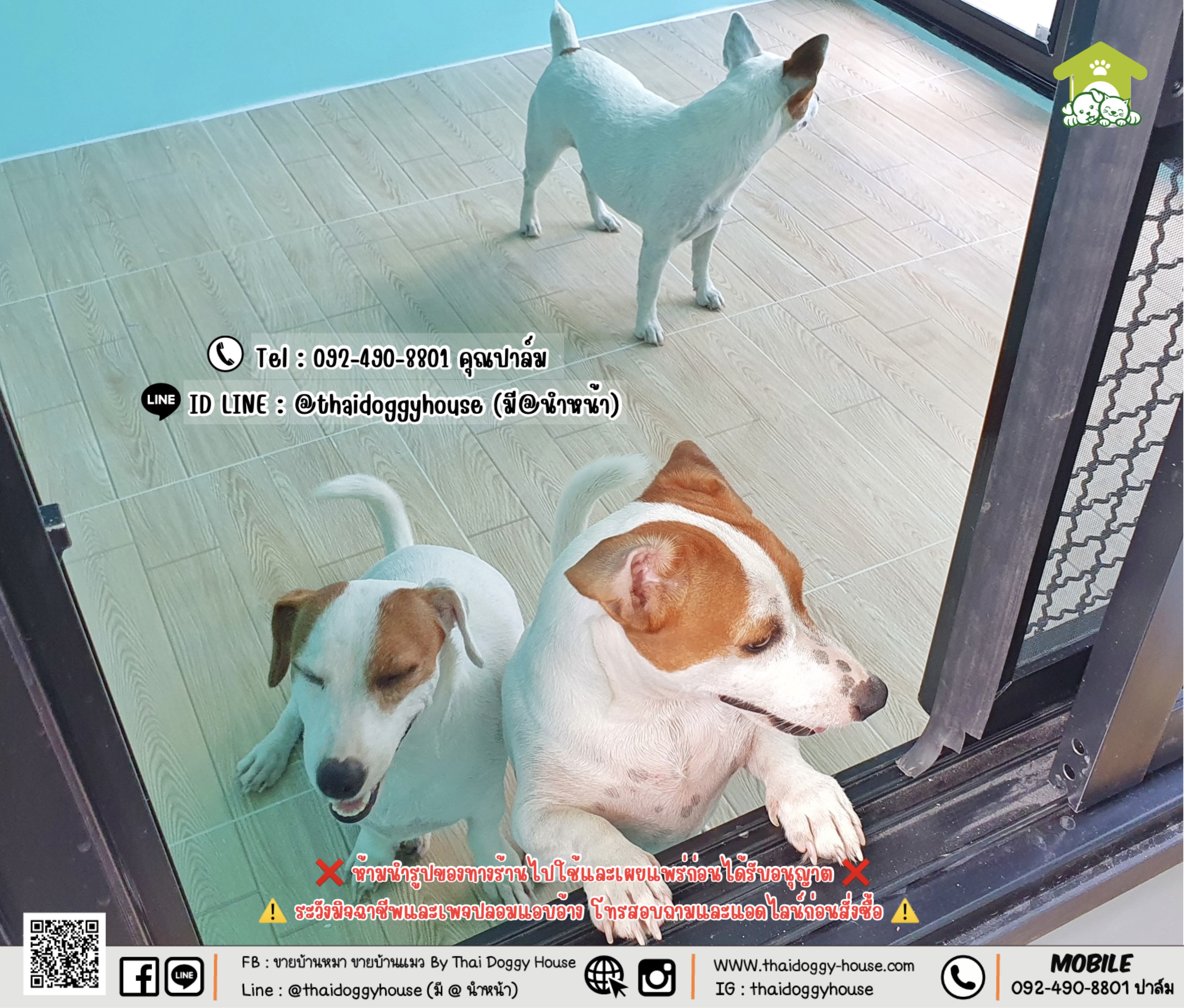 บ้านหมา บ้านแมว 𝐓𝐡𝐚𝐢 𝐝𝐨𝐠𝐠𝐲 𝐡𝐨𝐮𝐬𝐞 แบบบ้าน 𝐁𝐨𝐱 𝐒𝐭𝐲𝐥𝐞 #บ้านกระจกรองรับการติดแอร์