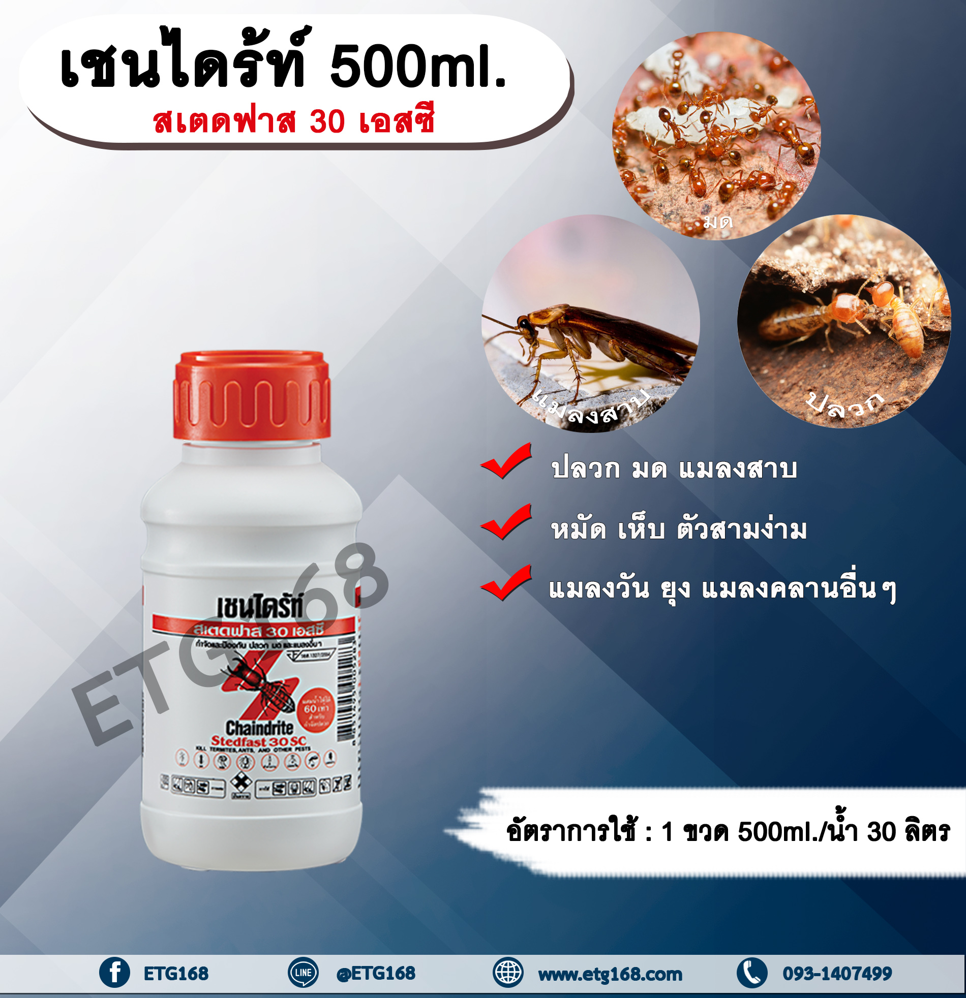 เชนไดร้ท์ 500ml. สเตดฟาส 30 เอสซี ไบเฟนทริน กำจัดปลวก มด แมลงสาบ หมัด เห็บ ตัวสามง่าม แมลงวัน ยุง แมลงคลานอื่นๆ