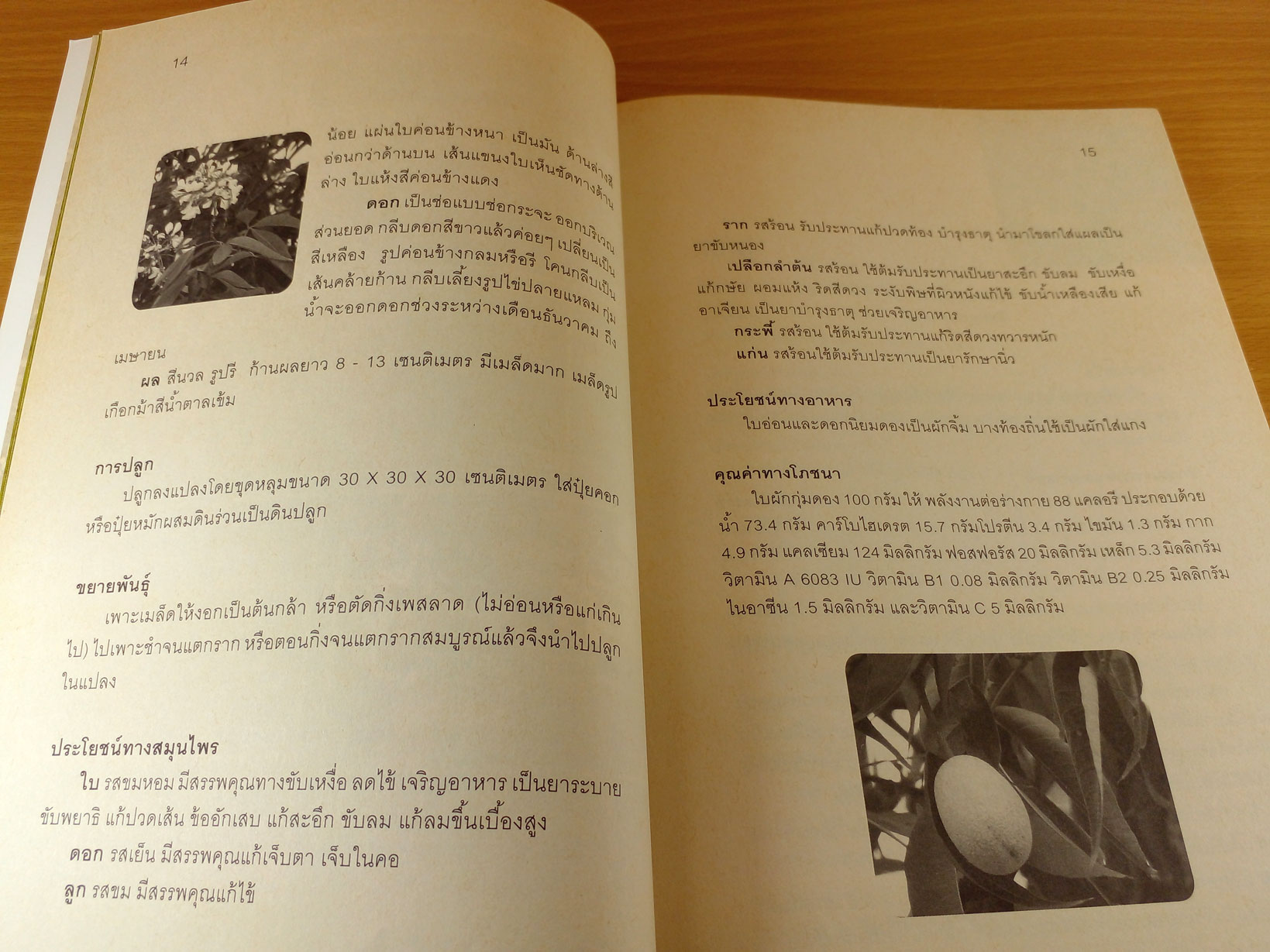 สมุนไพรไม้มงคล 8 ทิศ พรรณไม้ในพุทธประวัติ