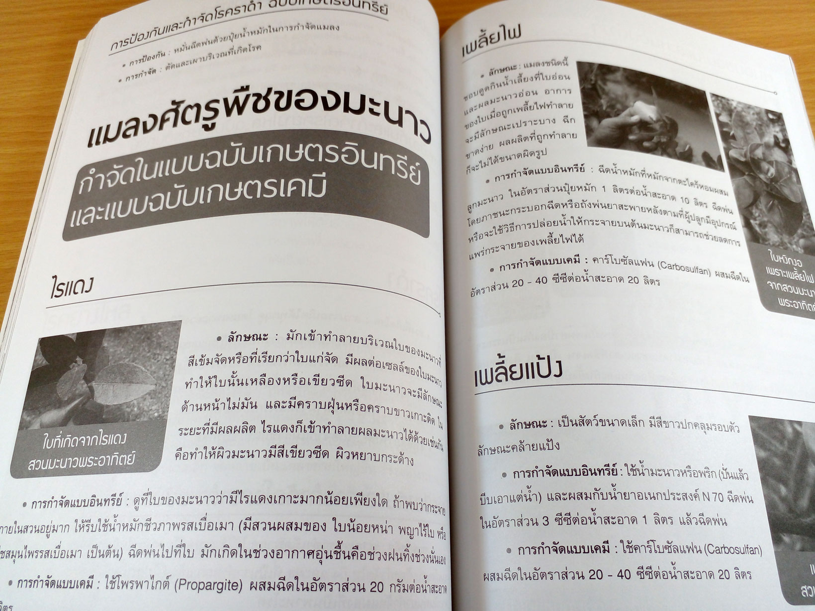 สร้างกำไรด้วยการปลูกมะนาว+ขายต้นกล้า