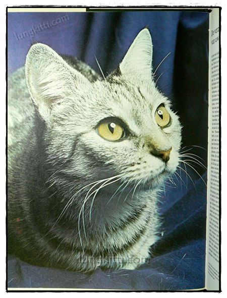 DE WONDERLIJKE NATUUR :DE KAT ALS HUISDIER 019619 (1)