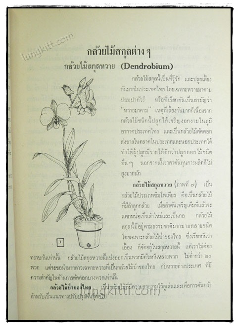 คู่มือการปลูกเลี้ยงกล้วยไม้ 022644 (1)