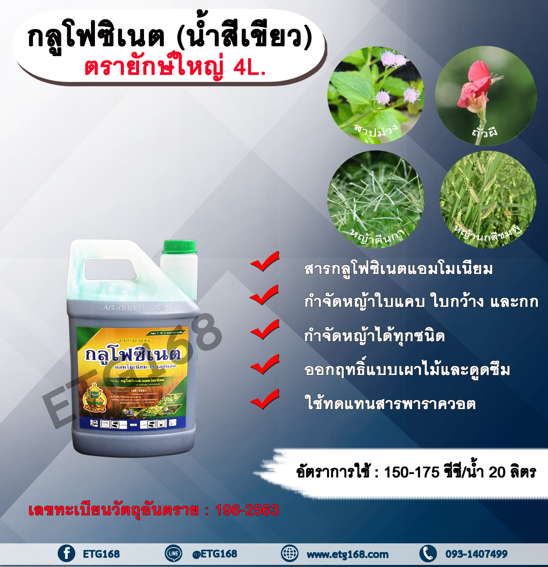 กลูโฟซิเนต ตรายักษ์ใหญ่ 4L. น้ำสีเขียว กลูโฟซิเนตแอมโมเนียม สารกำจัดวัชพืช กำจัดหญ้าใบแคบ ใบกว้าง กก หญ้าทุกชนิด ออกฤทธิ์แบบเผาไหม้และดูดซึม