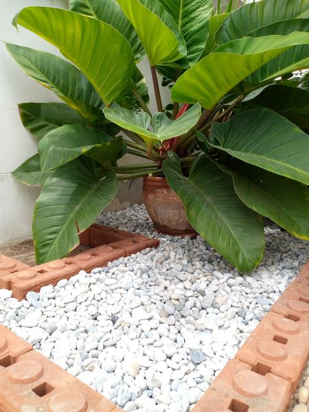 รับตัดหญ้าบ้านเป็ด