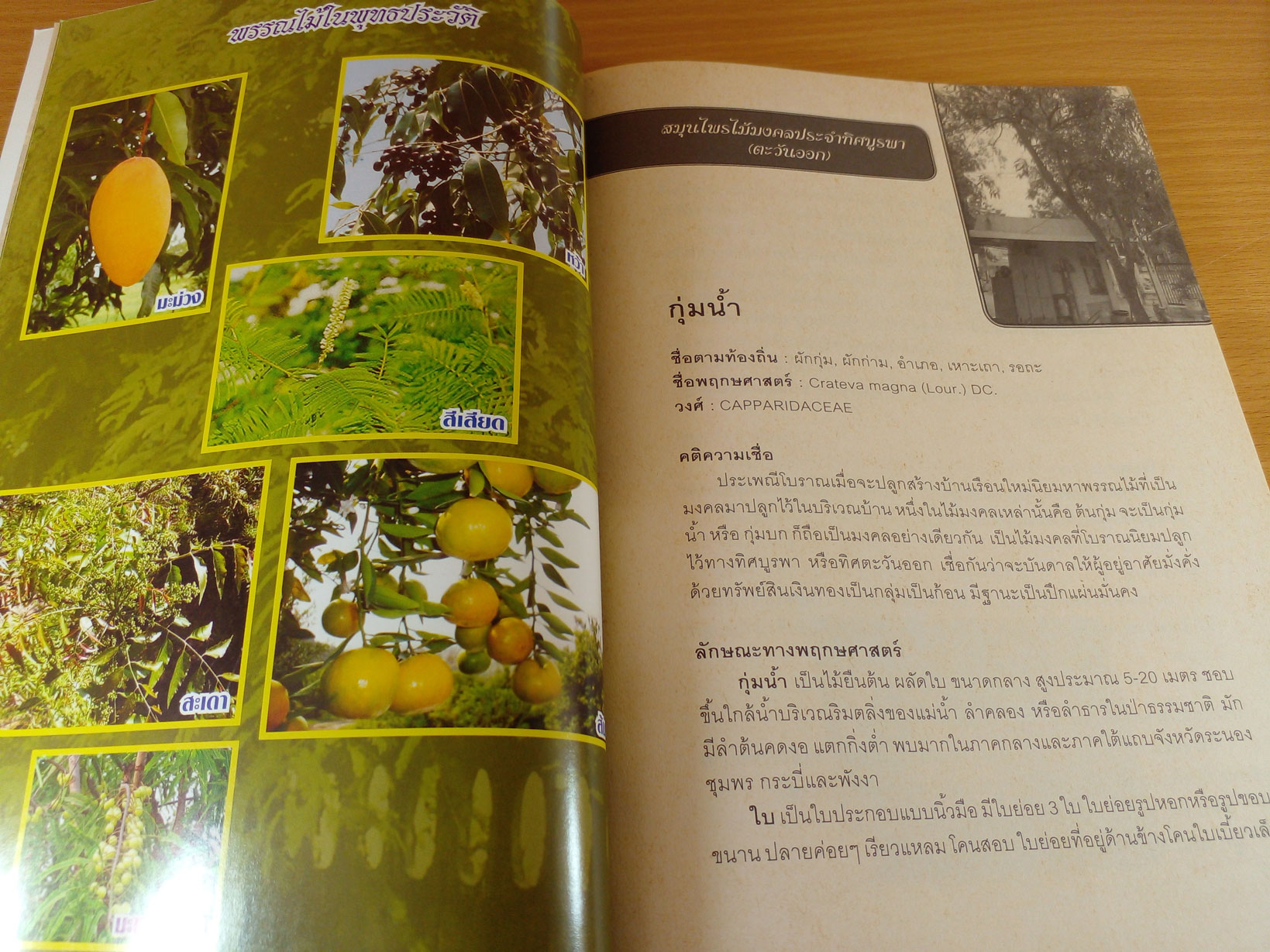 สมุนไพรไม้มงคล 8 ทิศ พรรณไม้ในพุทธประวัติ