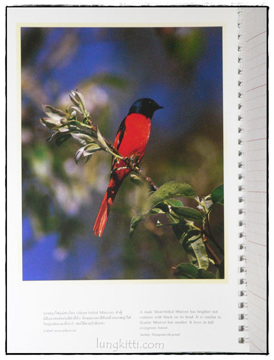 Wings of the wild : บันทึกธรรมชาติด้วยปีกแห่งพงไพร 024159
