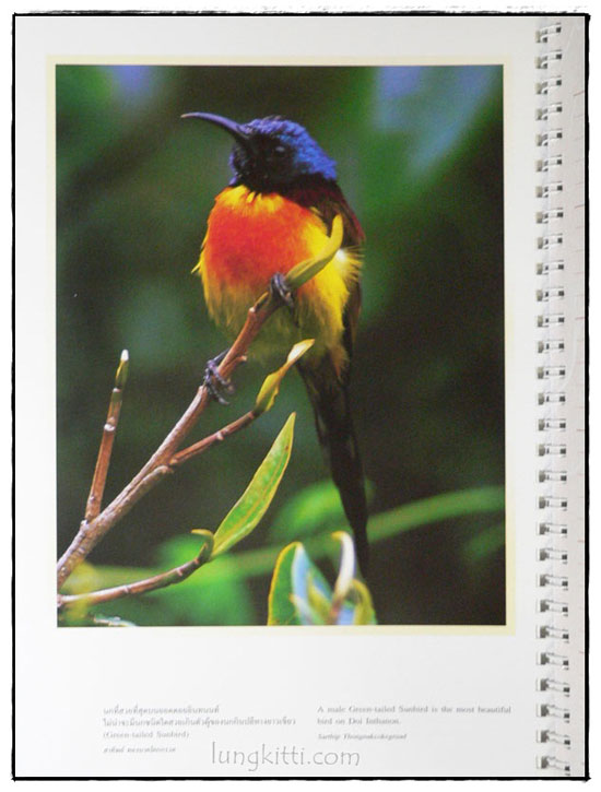 Wings of the wild : บันทึกธรรมชาติด้วยปีกแห่งพงไพร 024159