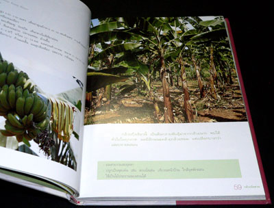 กล้วยจัดสวน / เฉลิมศักดิ์ บุญทวี 012275 (1)