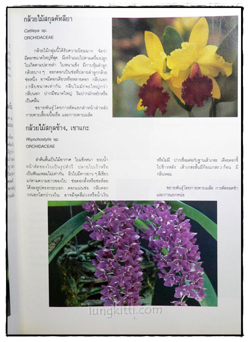 ไม้ดอกไม้ประดับ 024399 (1)