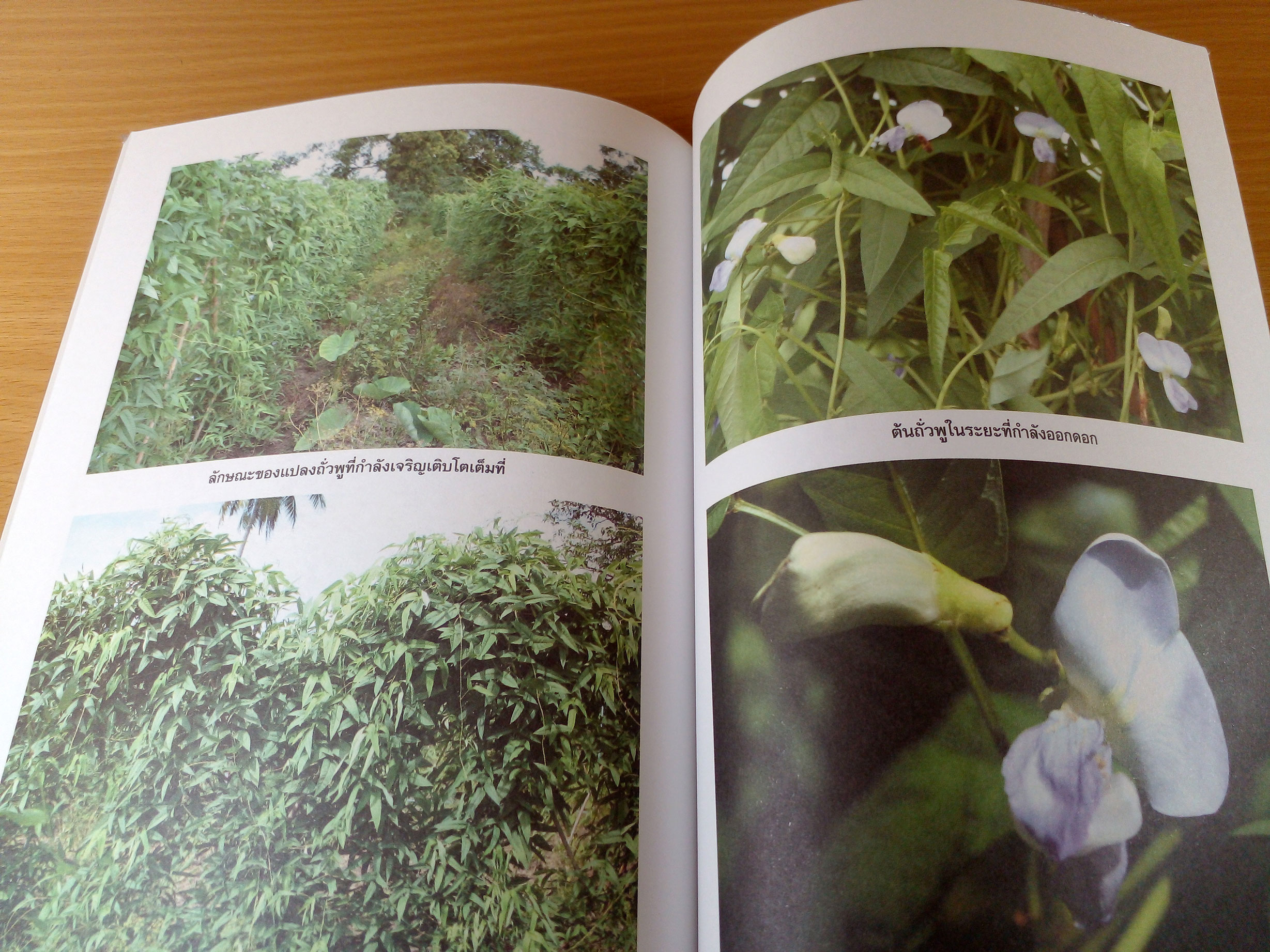 การปลูกและขยายพันธุ์ถั่วนานาชนิดที่มีคุณประโยชน์