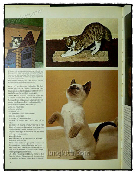 DE WONDERLIJKE NATUUR :DE KAT ALS HUISDIER 019619 (1)