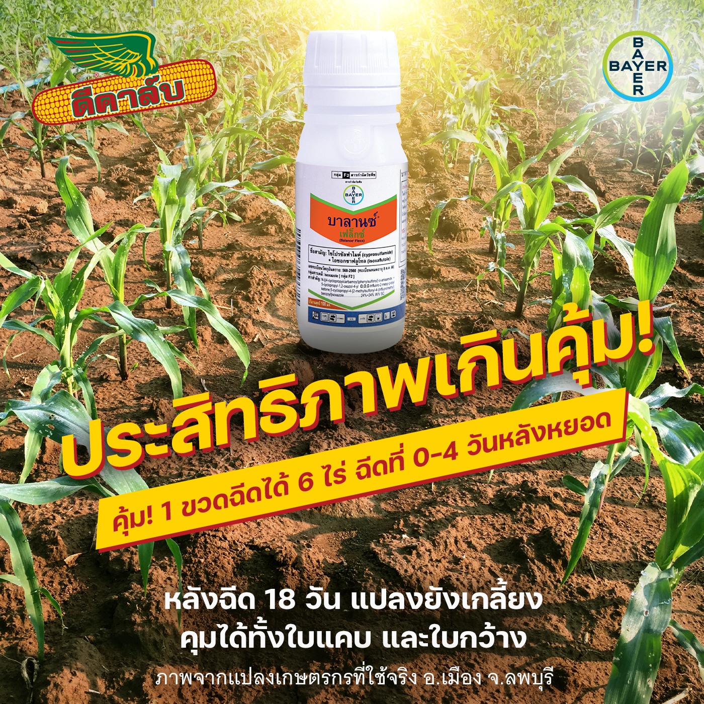 เลาดิส+ฮาสเทน 250ml.+ 500ml. เทมโปรไตรโอน กำจัดหญ้า วัชพืช ข้าวโพดผี ข้าวฟ่างผี ในไร่ข้าวโพด