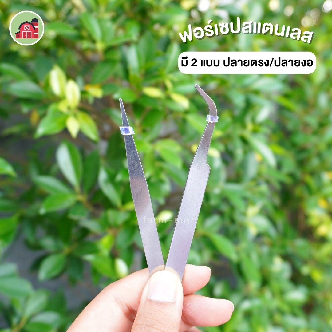 ฟอร์เซป (forcep) คีมหนีบสำหรับผสมเกสรแคตตัส