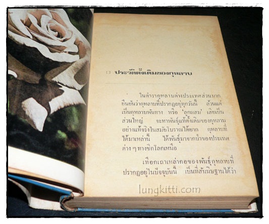 วิธีปลูกและผสมพันธุ์กุหลาบ 023959
