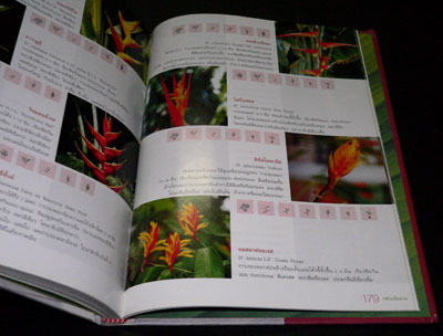 กล้วยจัดสวน / เฉลิมศักดิ์ บุญทวี 012275 (1)
