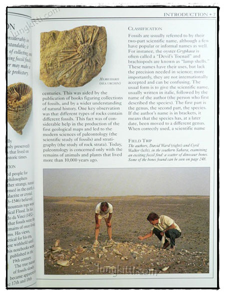 EYEWITNESS HANDBOOKS : FOSSILS 023856