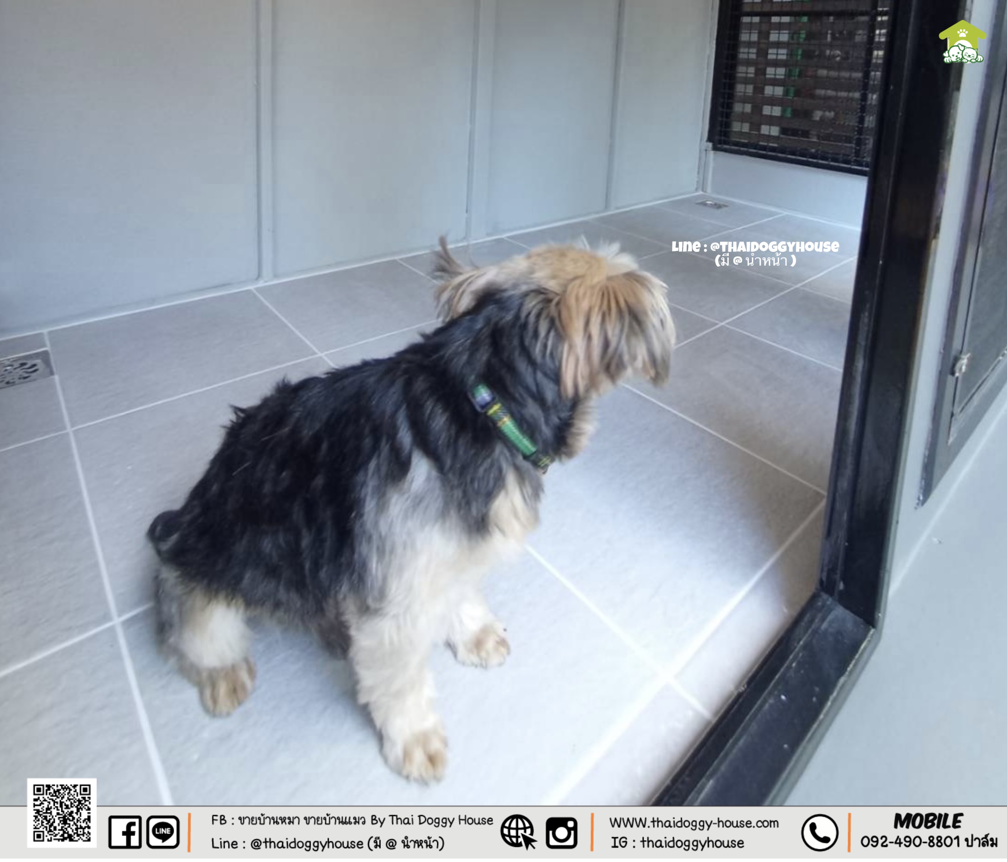 บ้านหมา บ้านแมว " 𝐁𝐎𝐗 𝐒𝐓𝐘𝐋𝐄 𝐁𝐘 𝐓𝐇𝐀𝐈 𝐃𝐎𝐆𝐆𝐘 𝐇𝐎𝐔𝐒𝐄 "