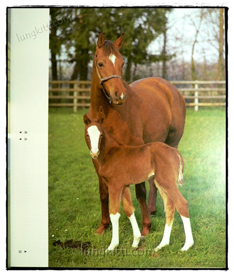 SCHOONHEID VAN HET PAARD 019622 (1)