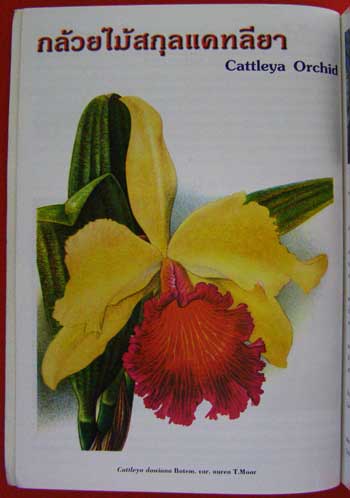 ความสุข จากกล้วยไม้ THE HAPPINESS FROM ORCHIDS (VOL. 1) 005784 (1)
