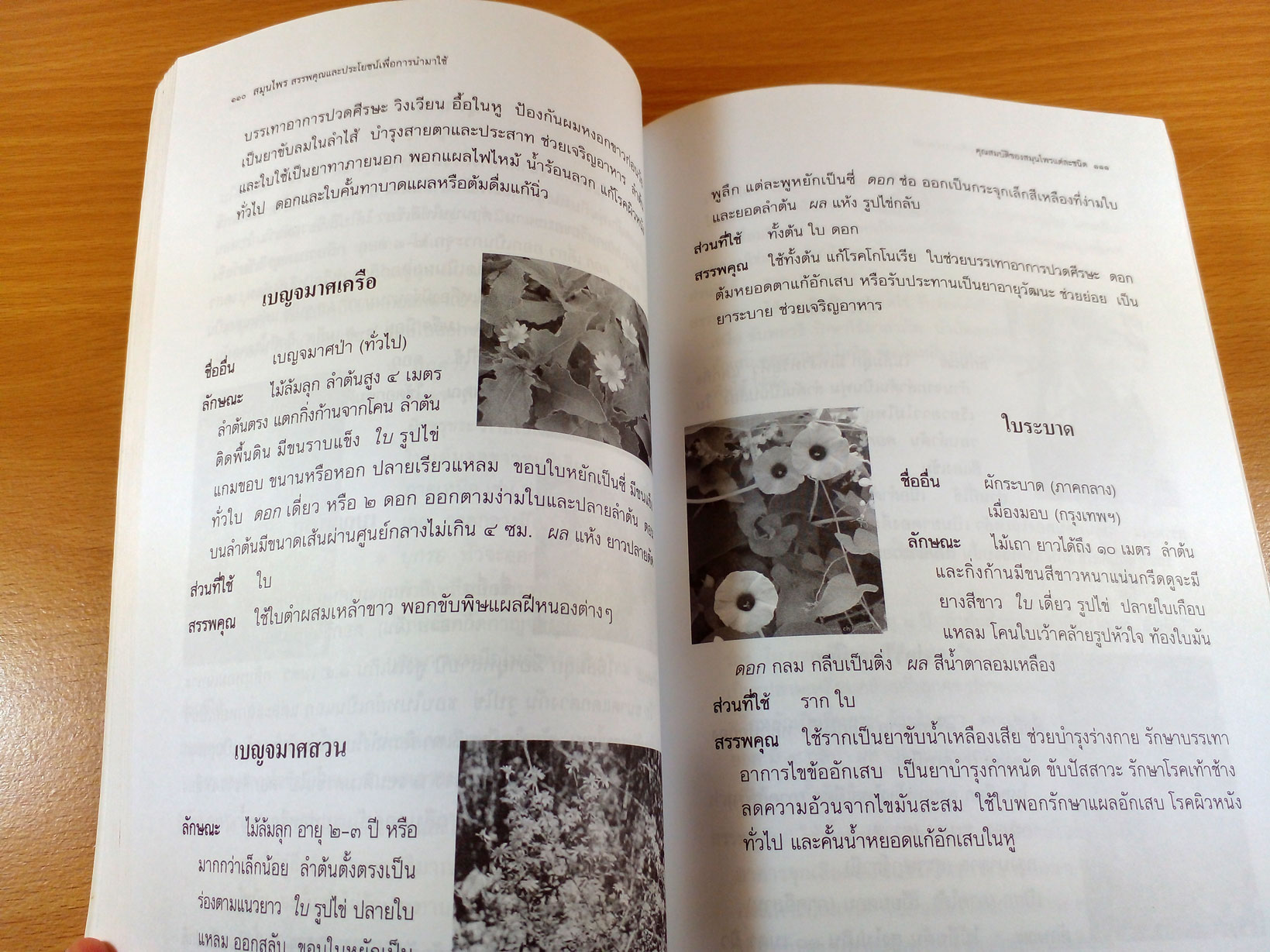 สมุนไพร สรรพคุณและประโยชน์เพื่อการนำไปใช้