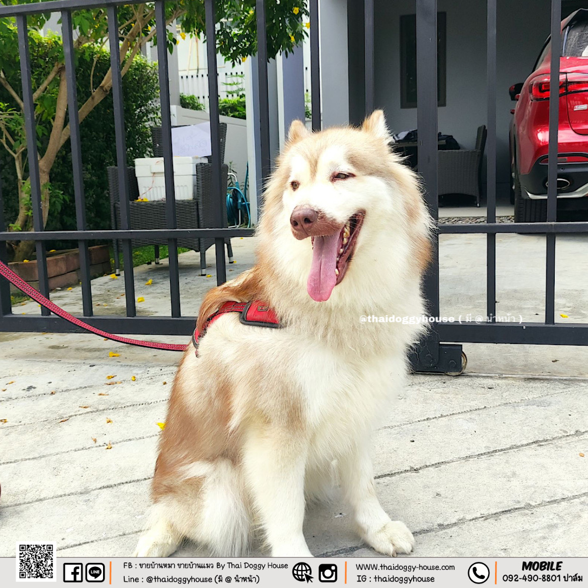 บ้านหมา บ้านแมว บ้านน็อคดาวน์ บ้านสัตว์เลี้ยง แบบติดแอร์ By Thai Doggy House