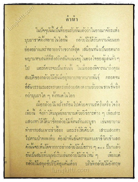 กล้วยไม้ 023267