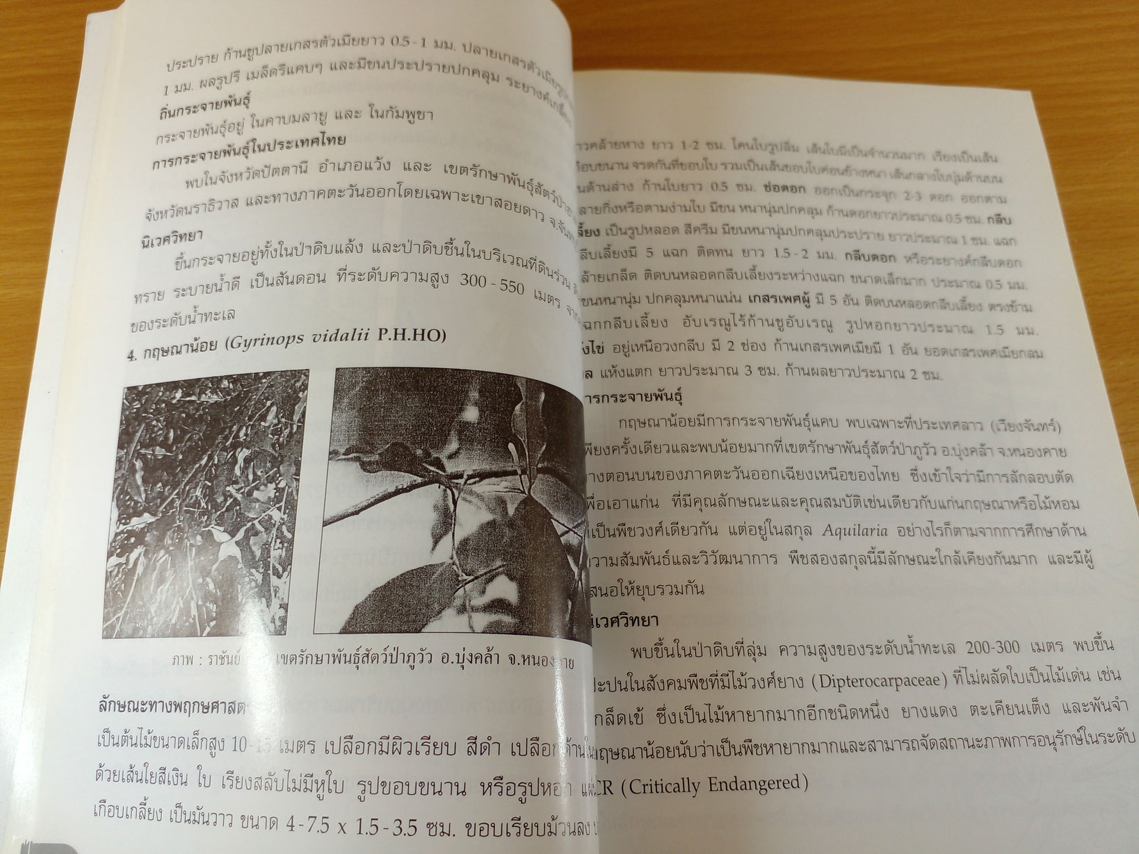 ไม้กฤษณาปลูก ต้นละหมื่น ไร่เป็นล้าน