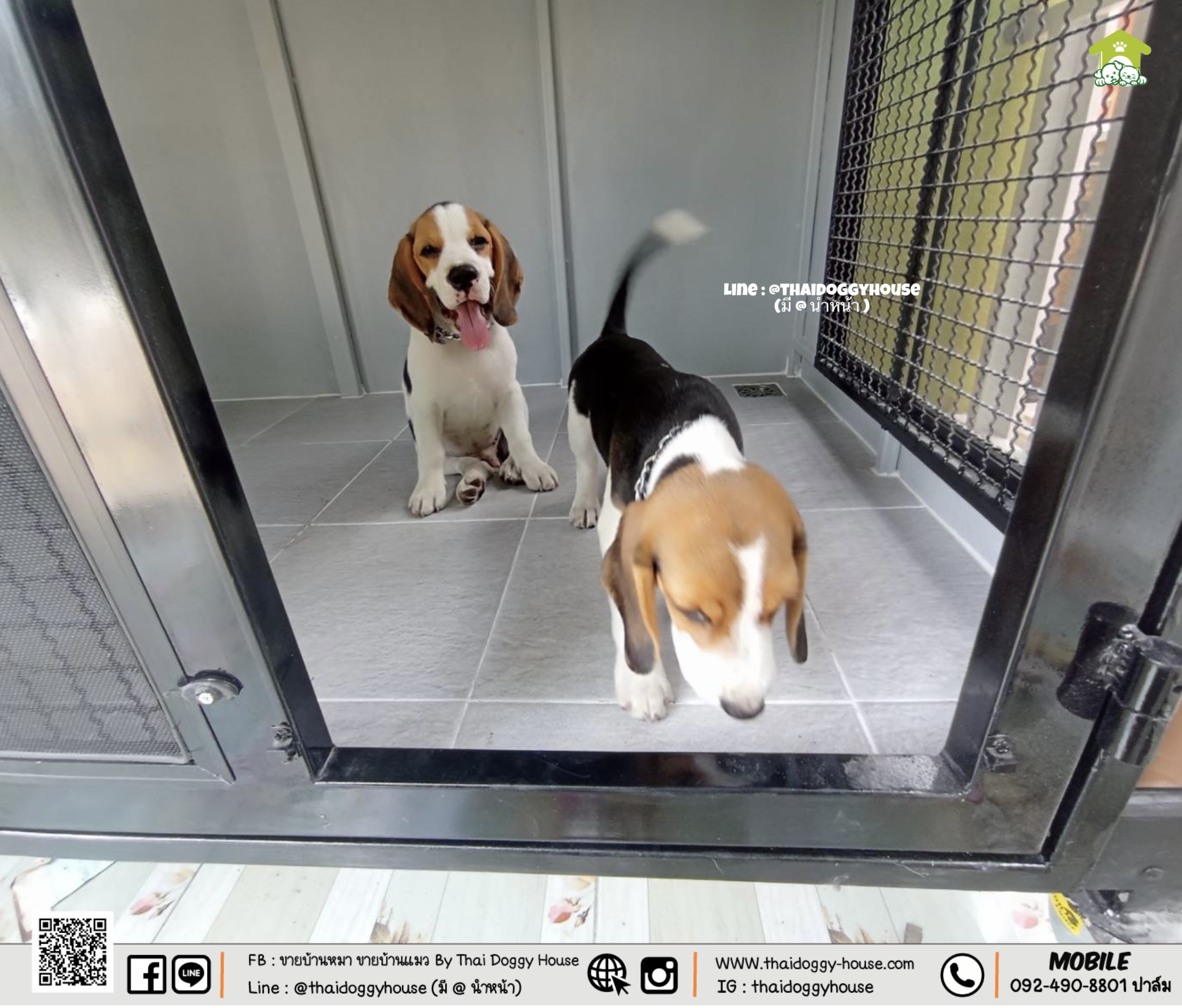 บ้านหมา บ้านแมว " 𝐁𝐎𝐗 𝐒𝐓𝐘𝐋𝐄 𝐁𝐘 𝐓𝐇𝐀𝐈 𝐃𝐎𝐆𝐆𝐘 𝐇𝐎𝐔𝐒𝐄 " &#x