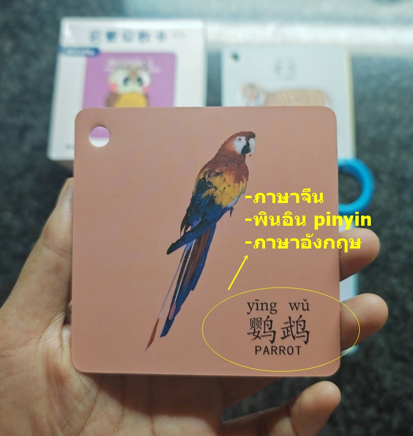 บัตรคำภาษาจีน 45ใบ หมวดสัตว์