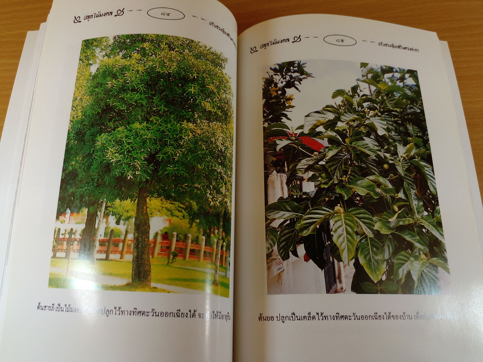 ปลูกไม้มงคล ปรับฮวงจุ้ยเสริมดวงชะตา