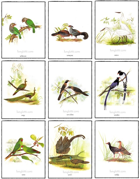 อัลบั้ม ชมหมู่ปักษาทิชาชาติ 015346