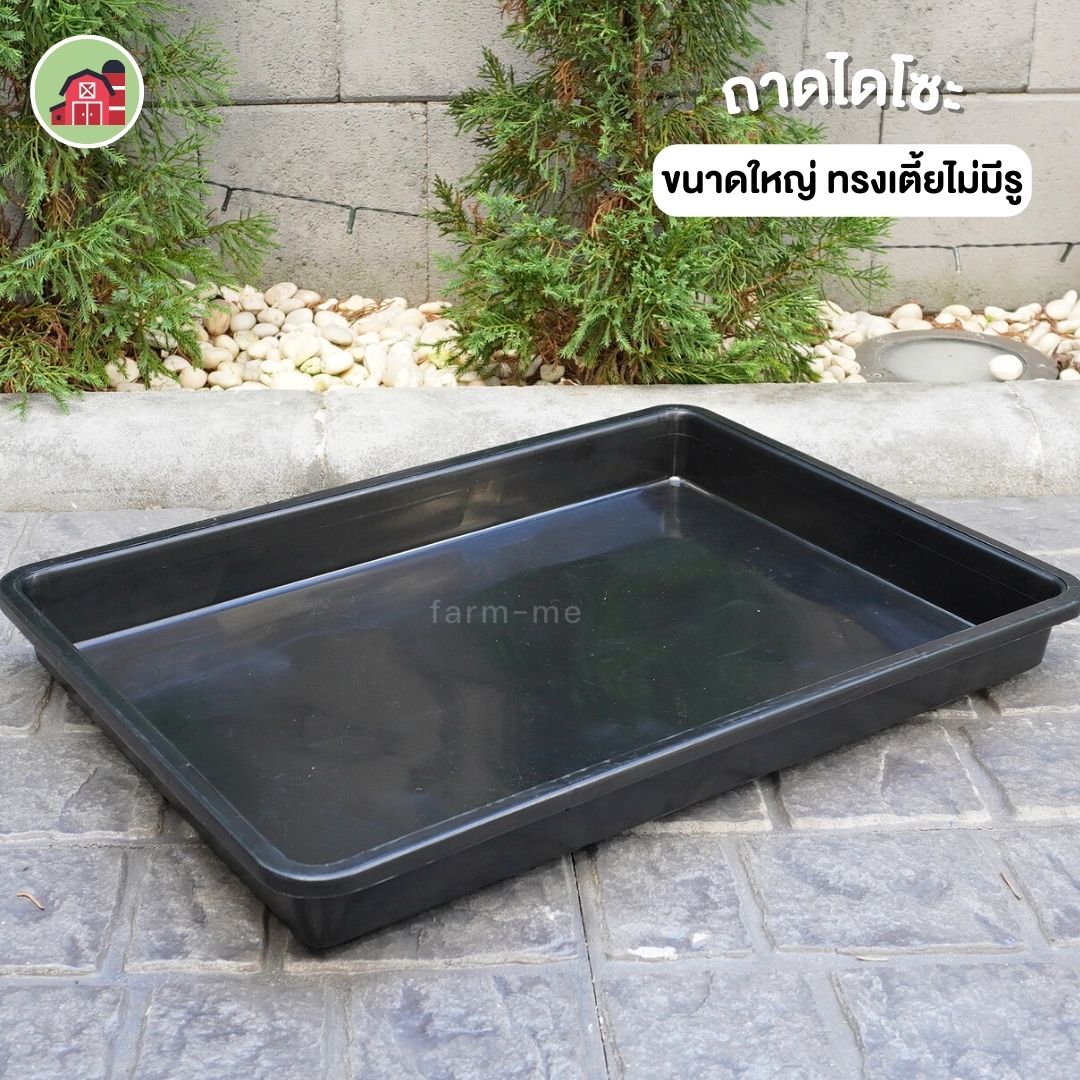 ถาดไดโซะขนาดใหญ่ ทรงเตี้ยไม่มีรู แพ็ค 10 ใบ