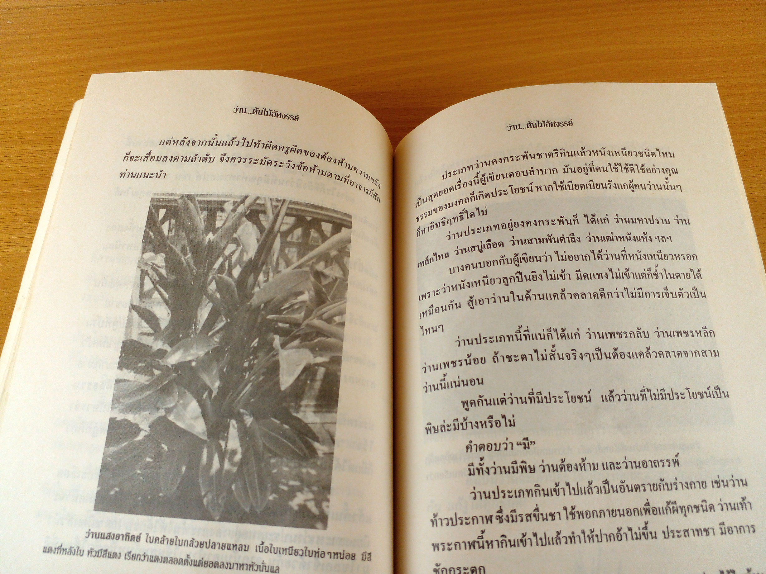 ว่าน ต้นไม้อัศจรรย์