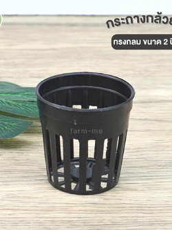 กระถางกล้วยไม้ ทรงกลม ขนาด 2 นิ้ว