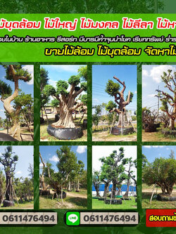 ไม้ล้อมจัดสวน โทร 061-1476494 แต่งสวน จัดสวน บ้านและสวน บริการขุด ล้อม ย้าย ตั้งค้ำต้นไม้ล้ม มีรถเครนยกขนย้าย