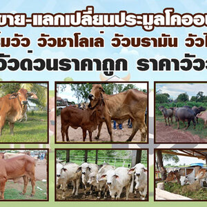 ฟาร์มวัว โทร 080-7622749 ตลาดนัดซื้อ-ขายแลกเปลี่ยนวัว ฟาร์มวัว วัวชาโลเล่ วัวบรามัน วัวไทย