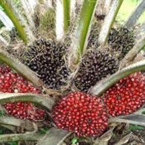 ไบโอซาน (ไคโตซาน) บำรุงปาล์ม