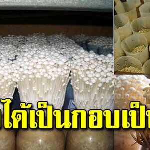 เก็บไว้ทำ วิธีเพาะเห็ดเข็มทอง ทำง่าย กินอร่อยรายได้งาม