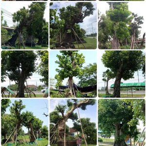 ไอเดียจัดสวนหินข้างบ้าน โทร 096-8588145 จัดหาต้นไม้มงคล หินจัดสวน หินกาบ หินน้ำตก ญ้านวลน้อย หญ้าญี่ปุ่น
