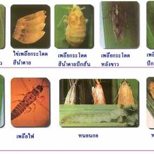 ข้าว ป้องกันโรคและแมลงศัตรูในข้าว