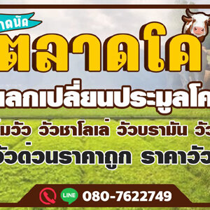คอกซิ่งขนวัว โทร 088-9952629 วัว ควาย รถรับจ้างขนสัตว์ ขนแพะ ขนแกะ ขนโค ขนกระบือ ขนส่งสัตว์ ทุกชนิด ทั่วประเทศ