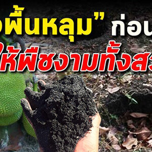 ขี้เถ้าแกลบผสมเศษถ่าน รองพื้นหลุม ให้พืชงามยกสวน