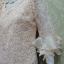 เสื้อลูกไม้ฝรั่งเศส แขน3ส่วนแต่งผ้าแก้ว สวยหรูมาก สีไข่เบอร์ XLเล็ก อกเสื้อวัดจริง 38 นิ้ว